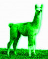 Llama green.jpg