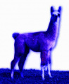 Llama blue.jpg