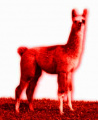 Llama red.jpg